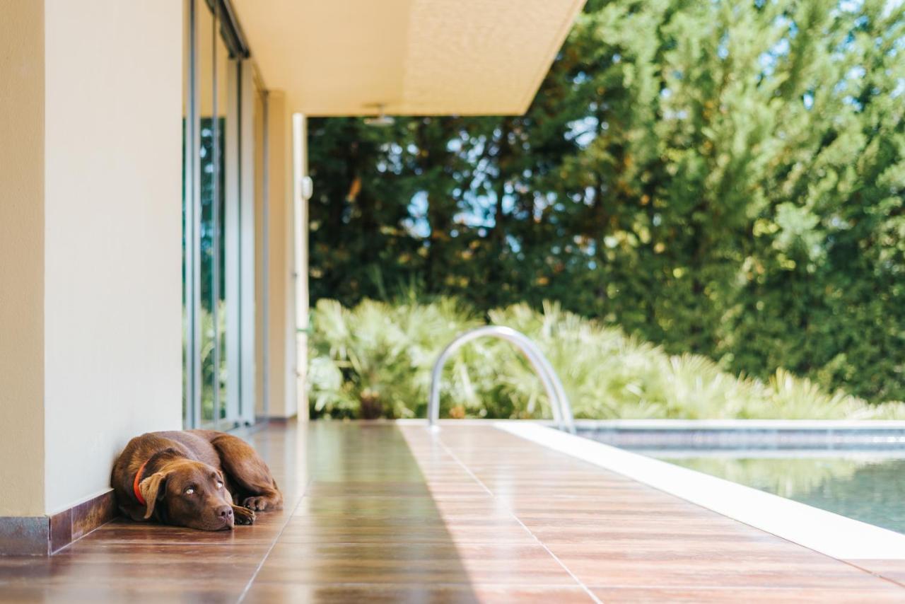 Ap Lago Montargil - Conference & Spa Zewnętrze zdjęcie The photo shows a brown dog lying on a tiled patio beside a swimming pool. The patio is partially shaded by a modern building, and there are green trees visible in the background, indicating a pleasant outdoor setting. The dog appears relaxed and is 